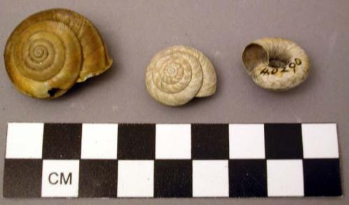 Shell, univalve, helix, two species