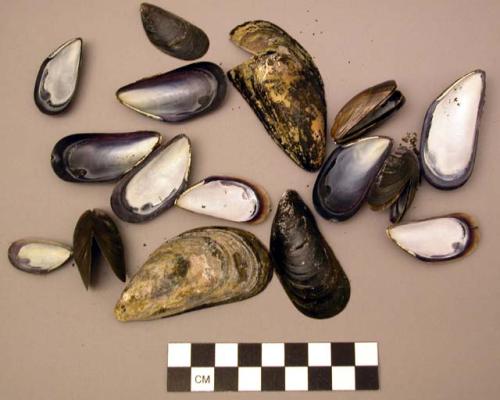 Shell, Blue Mussel, Mytelis edulis