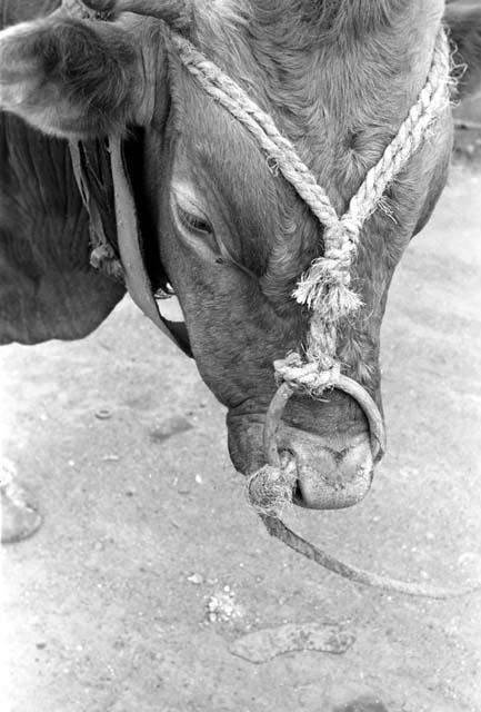 Shot of head of cow with ropes tied to it.