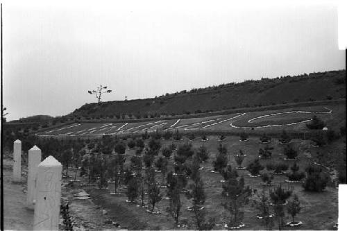 Hill with trees planted in an orderly manner