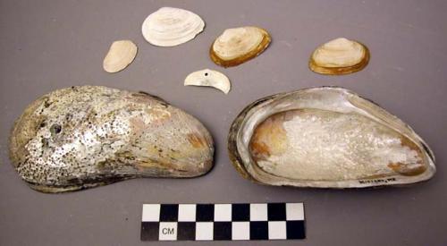 Shell, bivalves