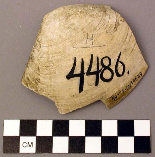 Shell, bivalve fragment