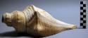Trumpet shell (conch)