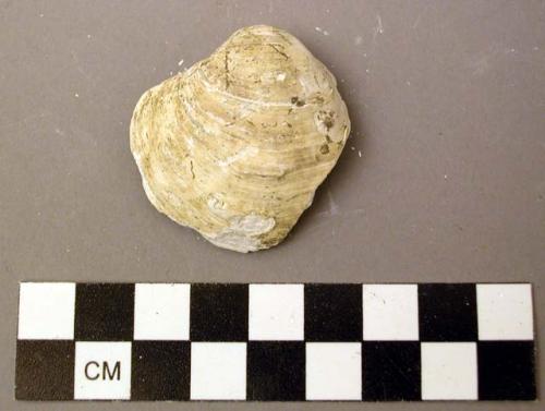 Shell, bivalve, Quadrula nodulata