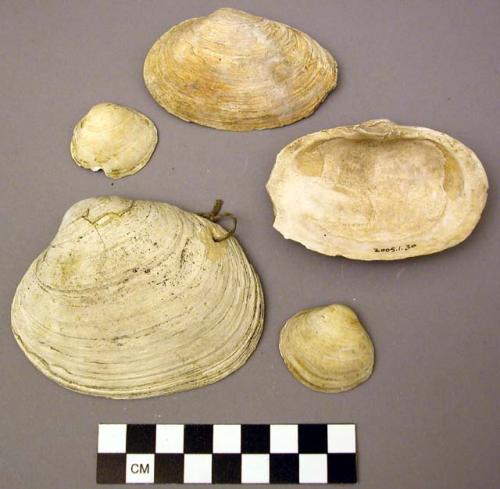 Shell, bivalve, halves