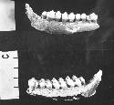 Lower jaw of deer, right + left views