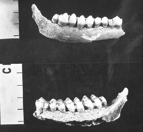 Lower jaw of deer, right + left views