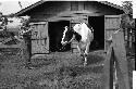 Man leading a cow with a rope