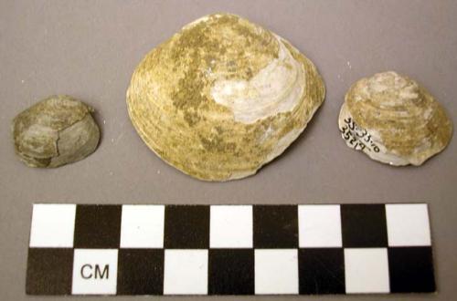 Shell, bivalve, Quadrula Mortoni