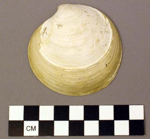 Shell, bivalve, clam, Mya sp.