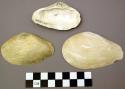 Shell, bivalve, Crapatellites marilaudicus Conrad