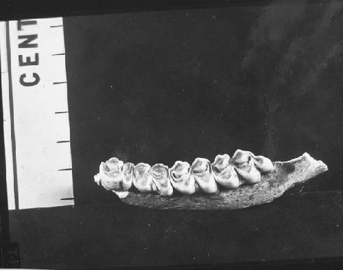 Lower jaw of deer, top view