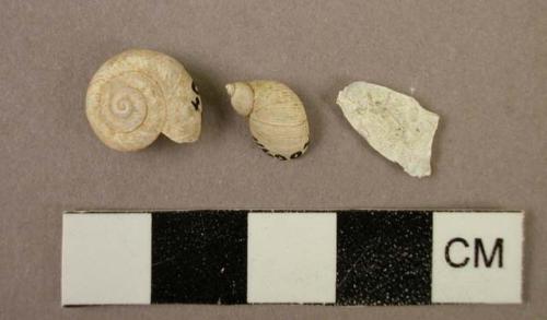 Shells & shell fragments