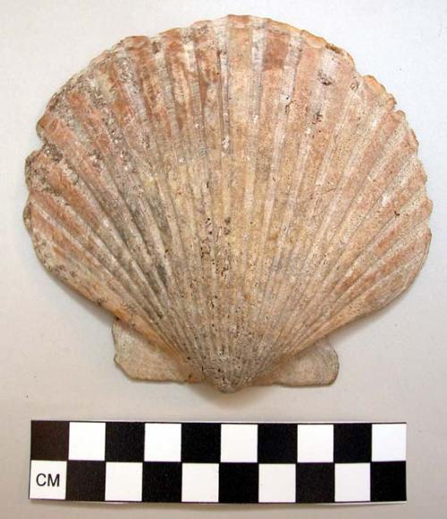 Shell of type used in ceremonies