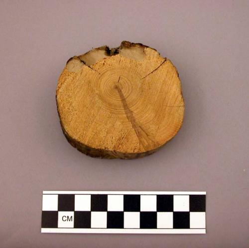 Tree ring sample