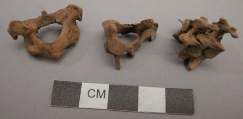 Organic, bone, faunal remains, vertebrae fragments