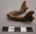 Organic, bone, faunal remain, lower mandible, some teeth intact