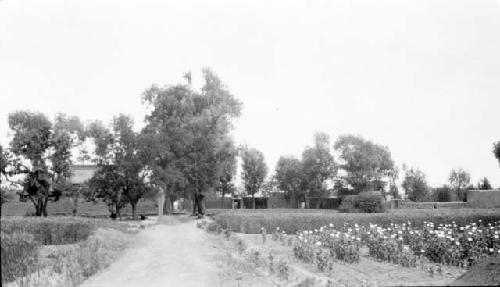 View of garden and trees