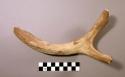 Deer horn