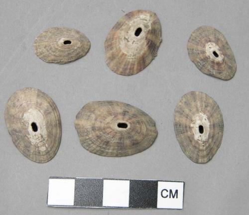 7 pierced shells