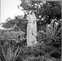 Standing stela in C group. Stela is approximately 4 m high. 1.40 m. wide, 35 m t