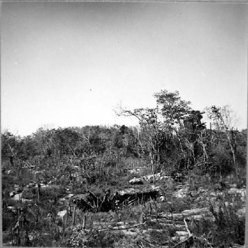 Cenote, due west of Platform C. View taken from East