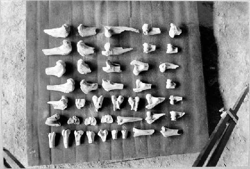 Animal bones Nos. 222-264, from A-V, A group