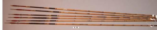 Fighting arrows - bamboo shafts; palm wood points barbed, painted red +