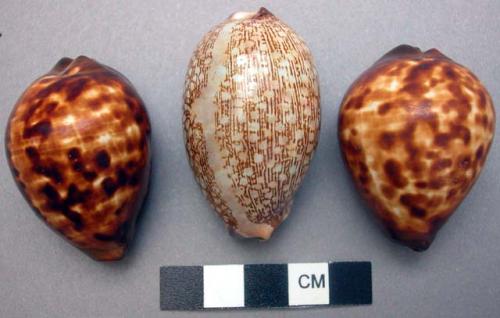 Prepared cowrie shell, aperture filled with gum