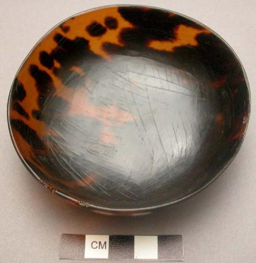 Tortoise shell dish