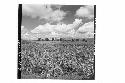 360 [degree] panorama of Main Group of ruins and outlying mounds from small moun