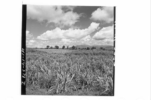 360 [degree] panorama of Main Group of ruins and outlying mounds from small moun