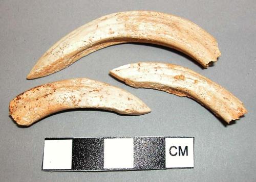 Organic, tusks or teeth, one split lengthwise