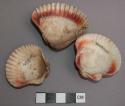 Shells, faunal remains
