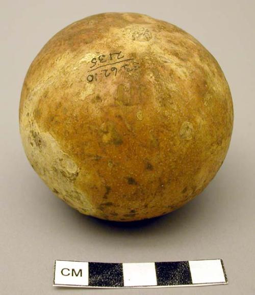 Gourds - for identification. cucurbita foetidissima (v. bohrer 1971)