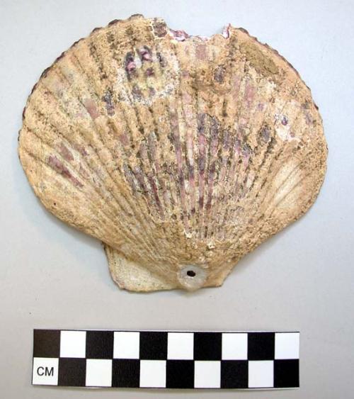 Shell of type used in ceremonies