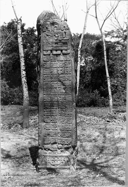 Stela J, back