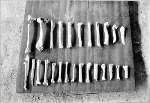 Animal bones Nos. 196-221, from A-V, A group