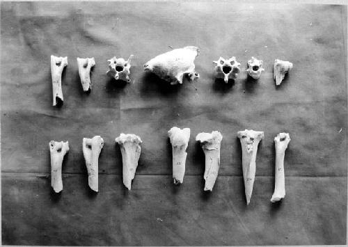 Animal Bones.  Nos. 361-375