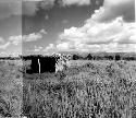 Panorama (10 pictures-360 [degrees]) of Main Group of ruins and outlying mounds,