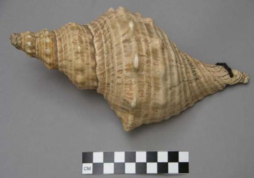 Large shell probably used for drinking liquids, string drawn through +