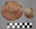 Shells of