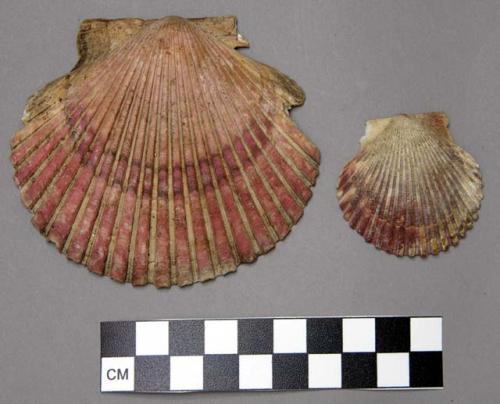 Shells of