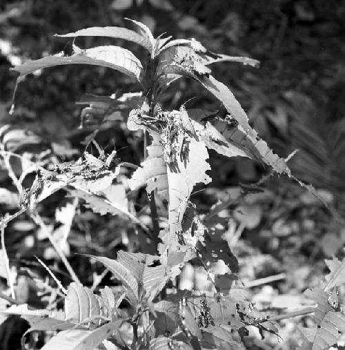 Plant with insects