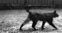 Lynx walking (blurred image)