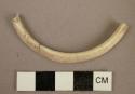 Shell bracelet fragment, incised