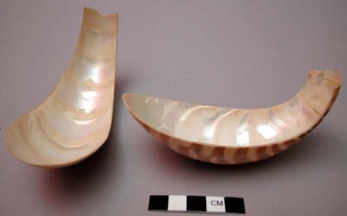 Shell spoons