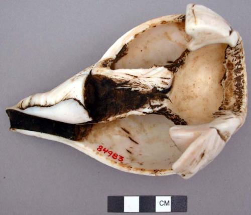 Conch shell ornament