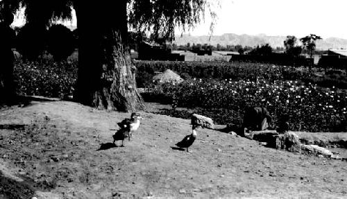 Ducks walking on road, fields, buildings and mountains in background