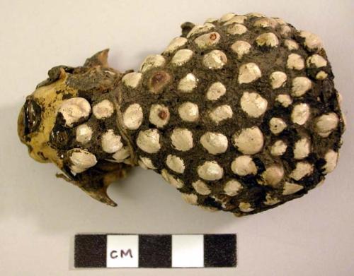 Cat skull covered with gum and inlaid with small shells